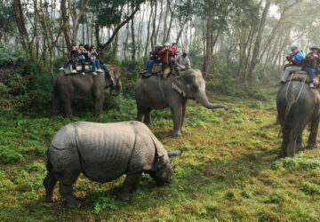 jungle-safari-all-nepal-tour; Jungle-safari-in-Chitwan; Safari; Chitwan-national-park