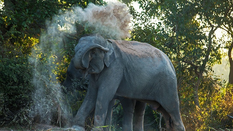 bardiya national park; nepal travel destination; canoe trips; elephant back tours