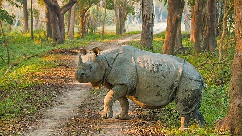 chitwan national park; wildlife in nepal; jungle safaris