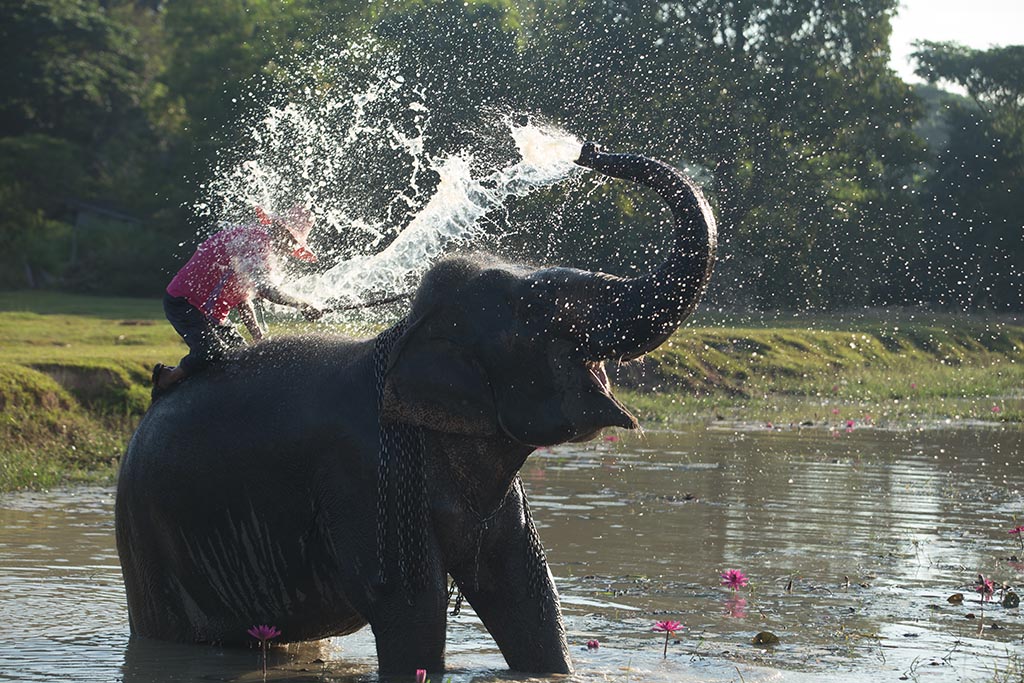 travel package of nepal; chitwan tour