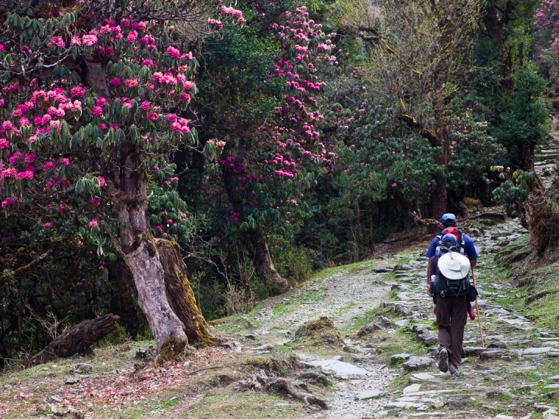 Trekking trail through rhododendron forests near Ghandruk, Annapurna region