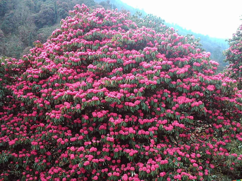 bloom of pink rhododendron forests around Annapurna