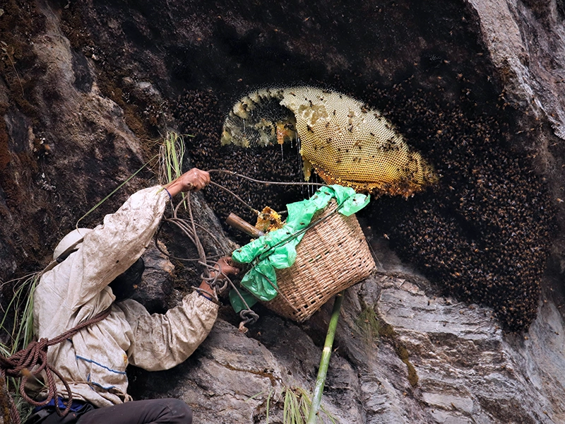 Mad Honey Hunter harvesting honey in bamboo bucket