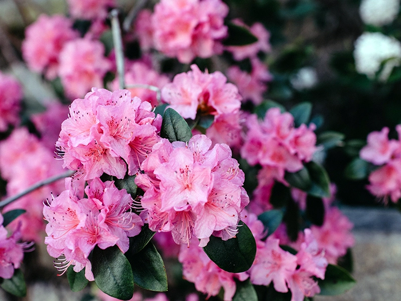 Pink rhododendron flowers in the Himalayas, the natural source of the grayanotoxins found in Nepal's psychoactive mad honey.