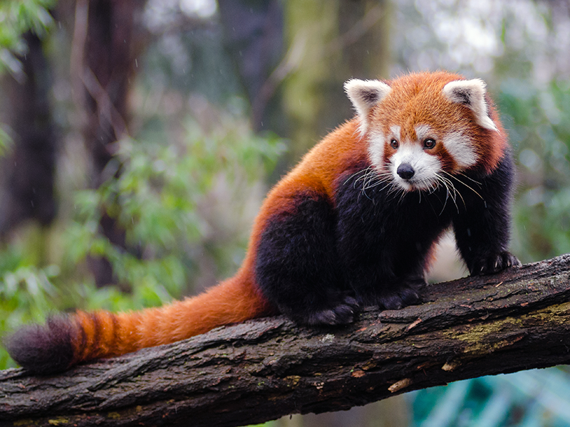 red panda endangered animal of nepal
